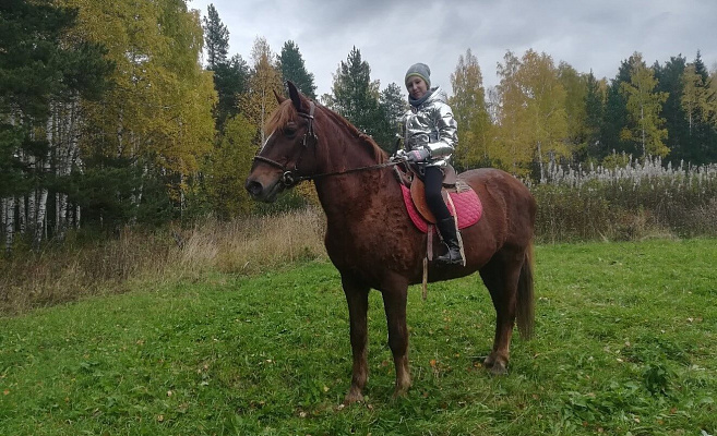 Конные прогулки о Нижнем Тагиле. Подарочные сертификаты Ultra Подарки. Купить оригинальный подарок или подарочный сертификат на Конные прогулки о Нижнем Тагиле. Сервис UltraPodarki.ru 8-800-505-9530. Катание на лошадях, Прогулка на лошади, Прогулка на лошадях для двоих, Конные прогулки, конный клуб, Конный клуб, конная прогулка, конная прогулка о Нижнем Тагиле