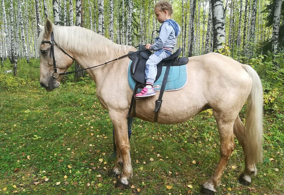 Конные прогулки о Нижнем Тагиле. Подарочные сертификаты Ultra Подарки. Купить оригинальный подарок или подарочный сертификат на Конные прогулки о Нижнем Тагиле. Сервис UltraPodarki.ru 8-800-505-9530. Катание на лошадях, Прогулка на лошади, Прогулка на лошадях для двоих, Конные прогулки, конный клуб, Конный клуб, конная прогулка, конная прогулка о Нижнем Тагиле